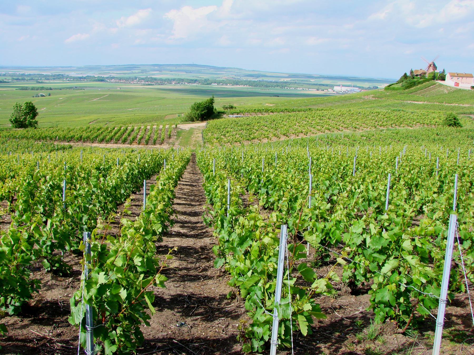 Montagne de Reims in der Champagne